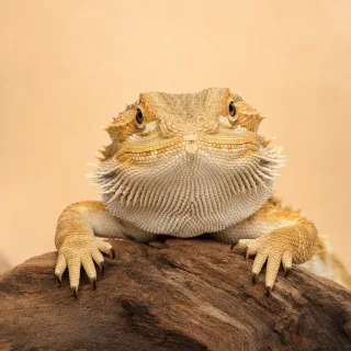 Reptiles
